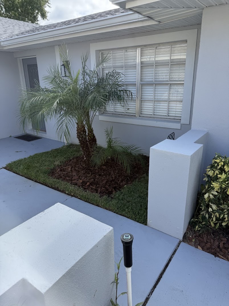 Mulched palm bed feature