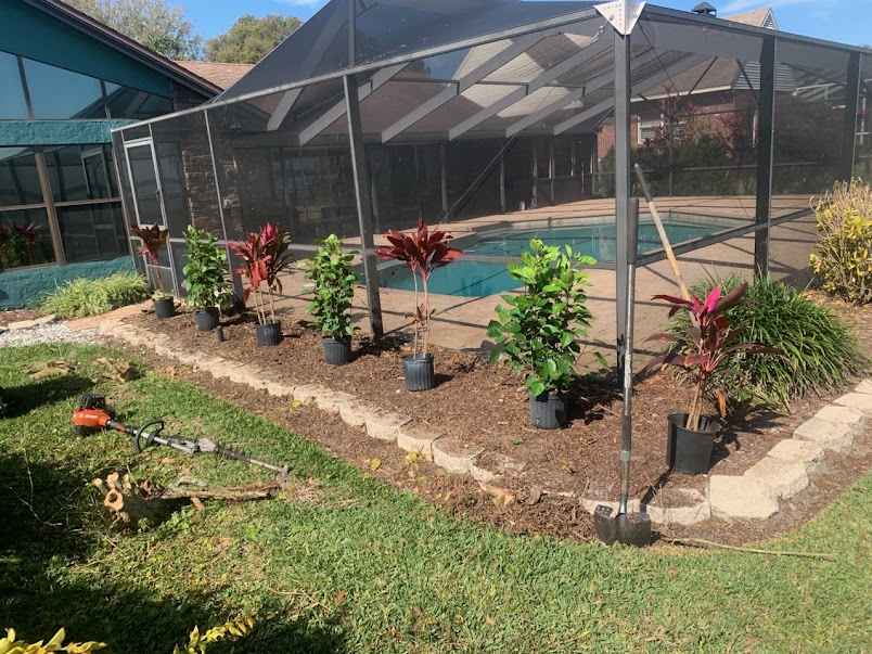 Newly installed poolside tropical planting